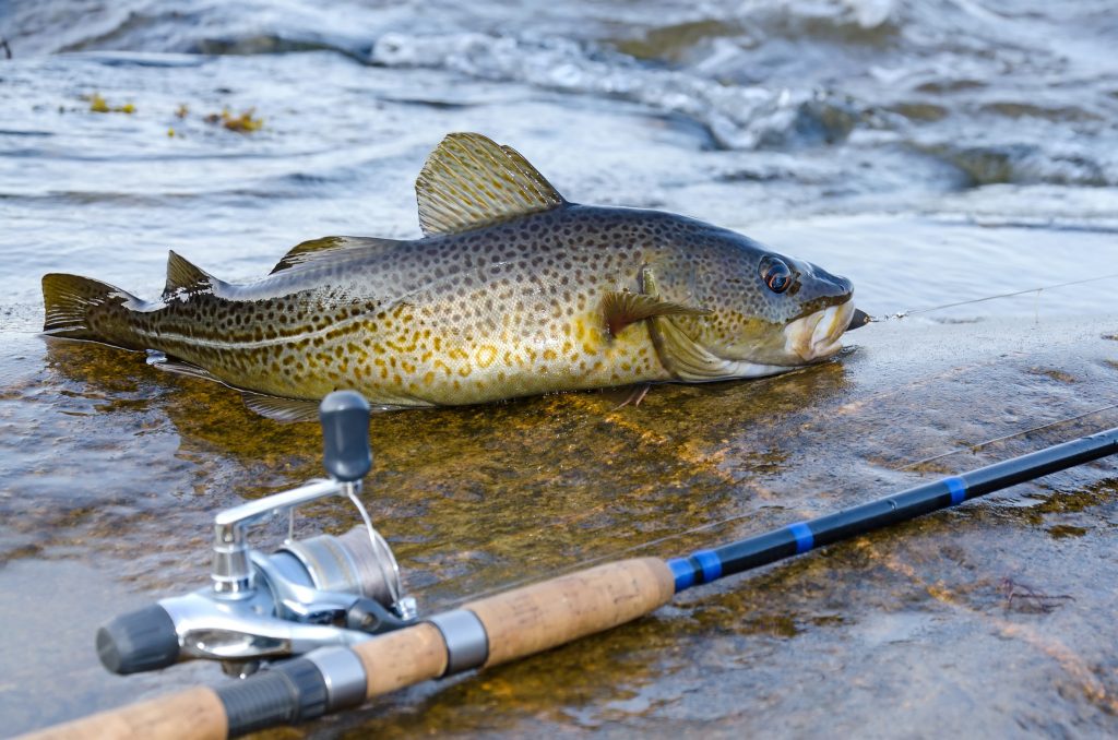 poisson-p-ch-et-canne-p-che-vegan-pratique