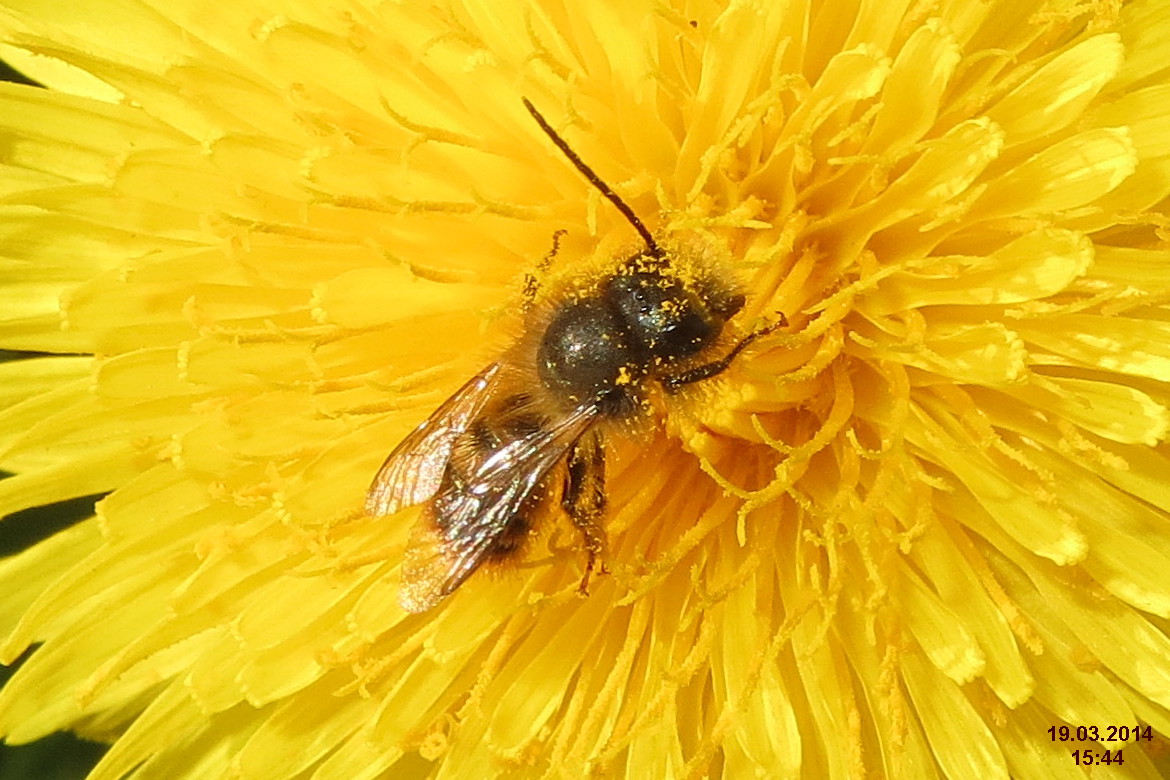 le miel handbolsas vegan